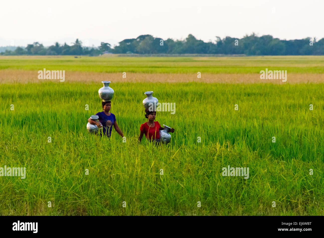 Villagers carrying water jars in the farmland, Sittwe, Rakhine State, Myanmar Stock Photo