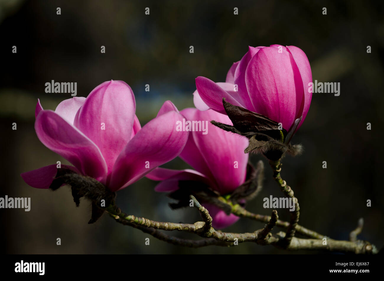 Vibrant pink Saucer Magnolia, Magnolia x soulangeana "Alexandrina