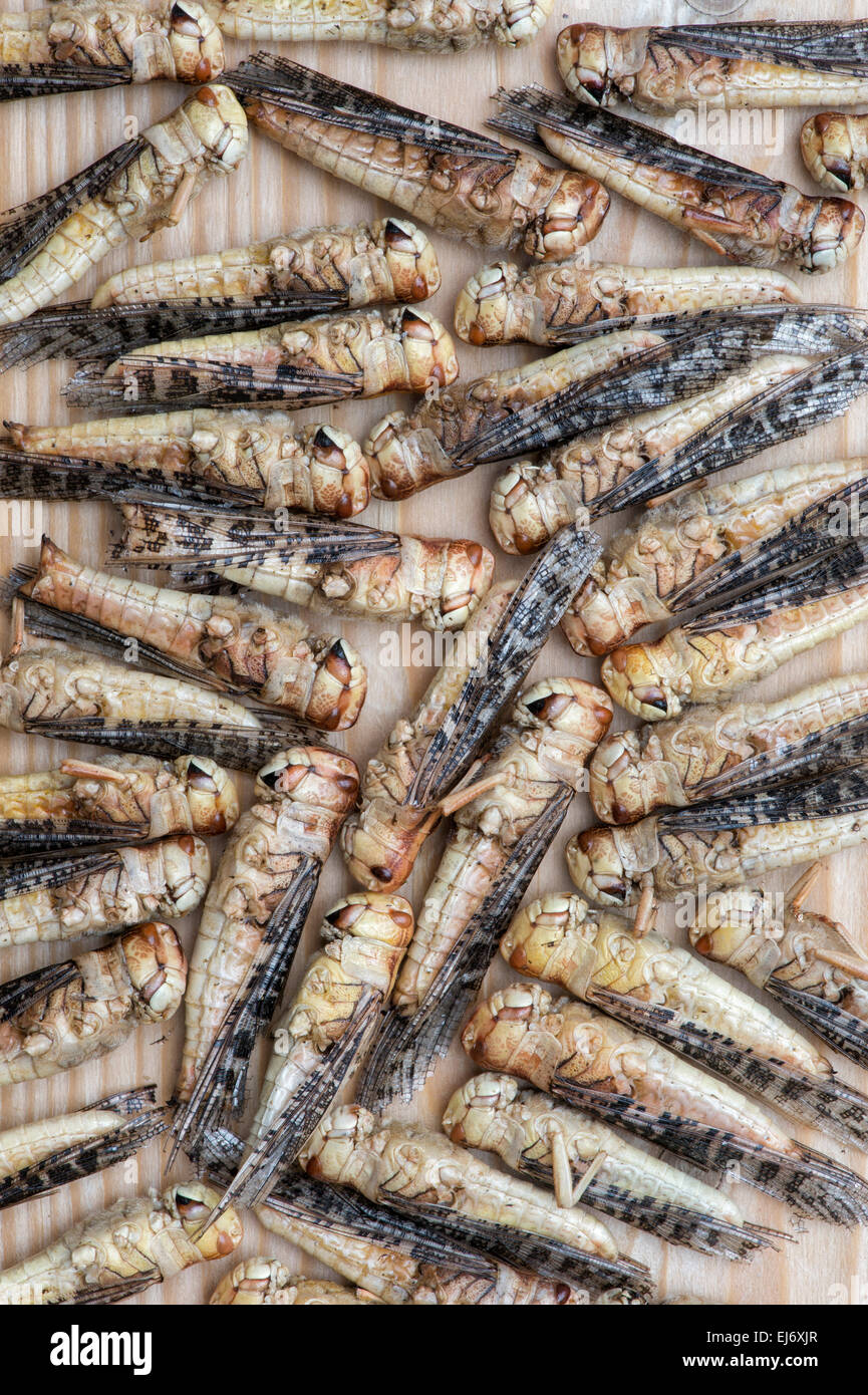 Edible insects. Grasshoppers. Food of the future Stock Photo