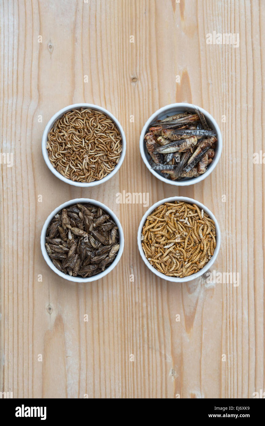 Edible insects. Grasshoppers, Buffalo Worms, Crickets and Mealworms in bowls. Food of the future Stock Photo