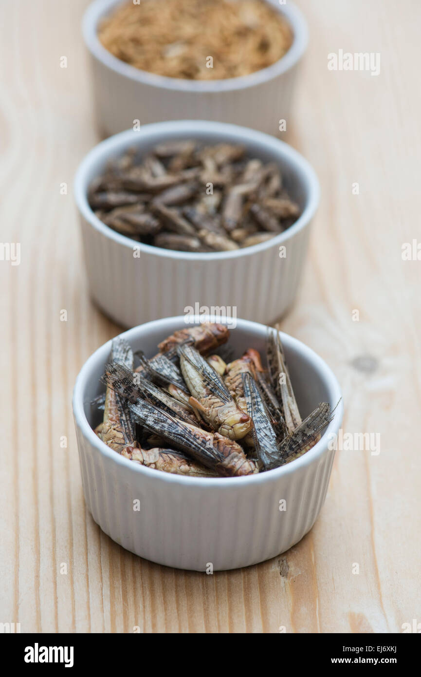 Edible insects. Grasshoppers, Buffalo Worms and Crickets in bowls. Food of the future Stock Photo