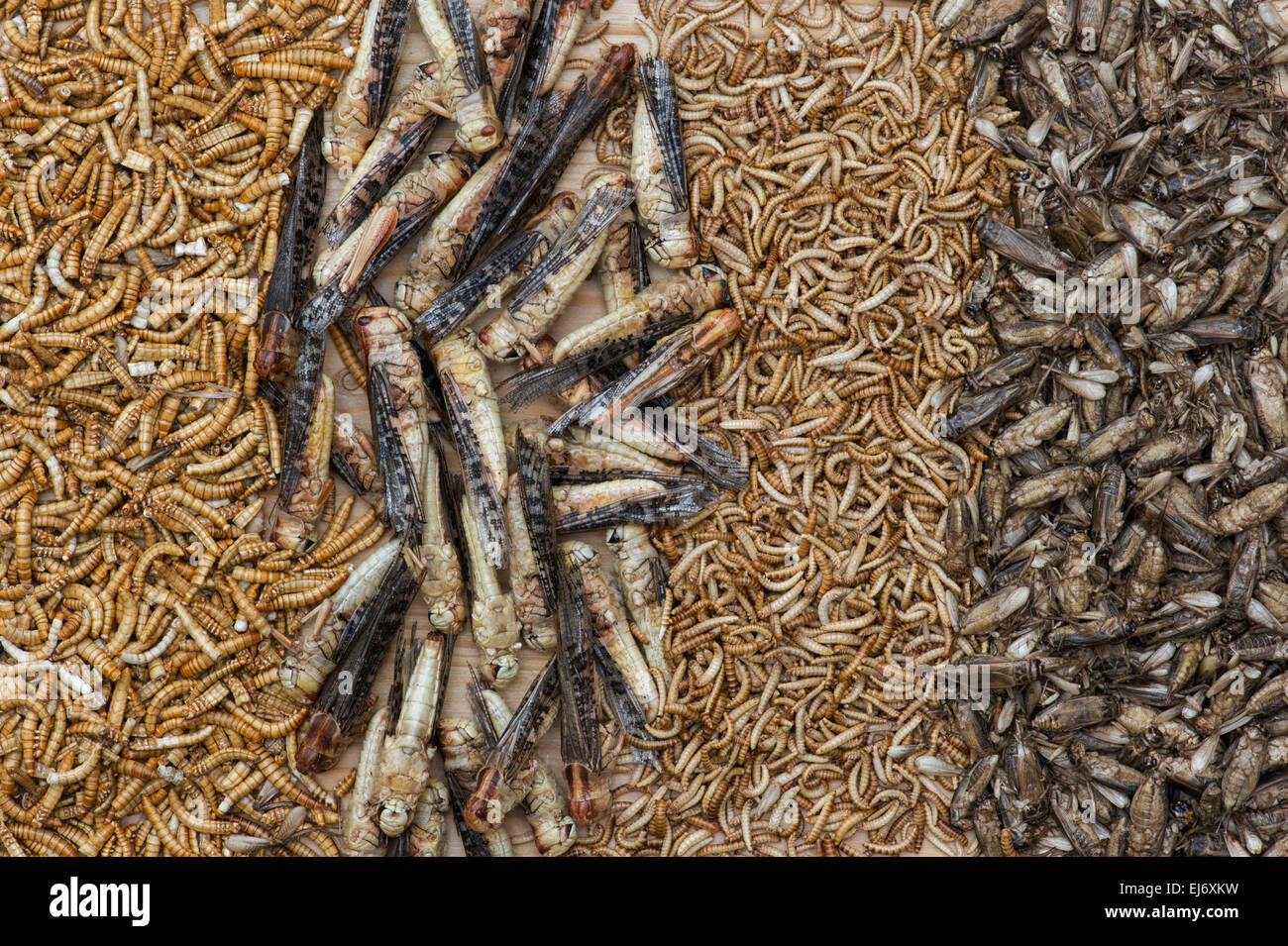 Edible insects. Grasshoppers, Buffalo Worms, Crickets and Mealworms. Food of the future Stock Photo