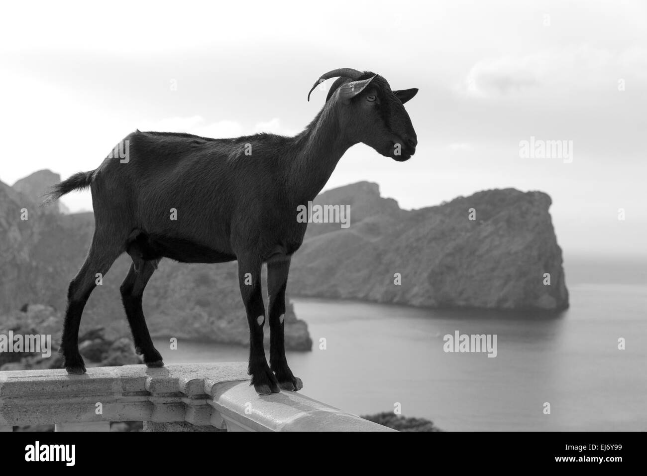 Majorca goat in Formentor Cape Lighthouse at Mallorca Stock Photo