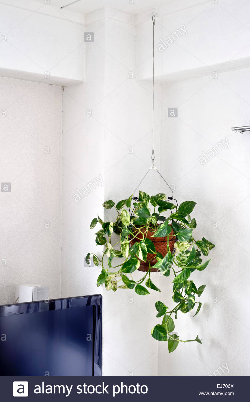 Corner In Domestic House With Potted Plant Hanging From