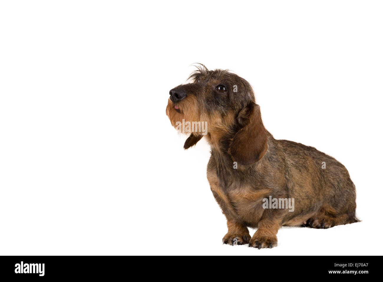 european dachshund