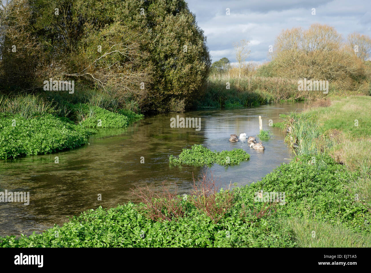Watercress growing naturally in the River Test, Stockbridge, Hampshire, England Stock Photo
