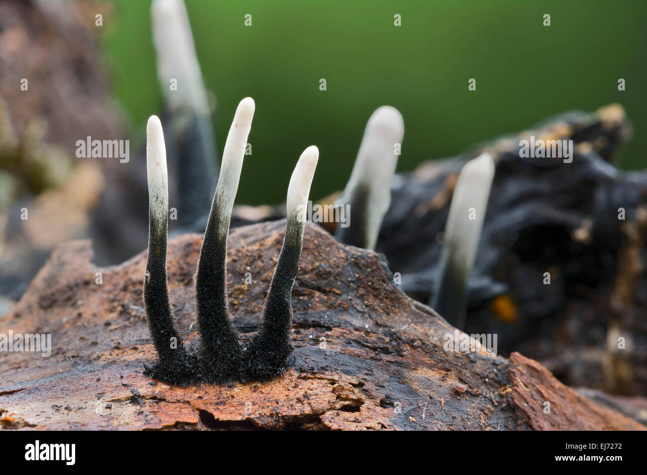 Candlestick fungus (Xylaria hypoxylon), very young, Tyrol, Austria