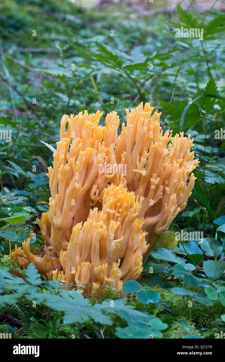 Goat's beard mushroom (Ramaria aurea), Tyrol, Austria Stock Photo Alamy