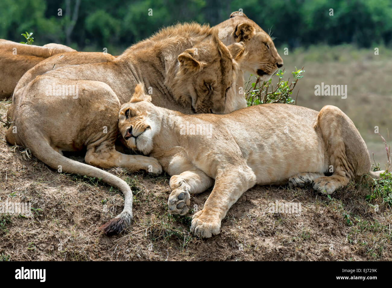 Maasai mara national reserve hi-res stock photography and images - Alamy