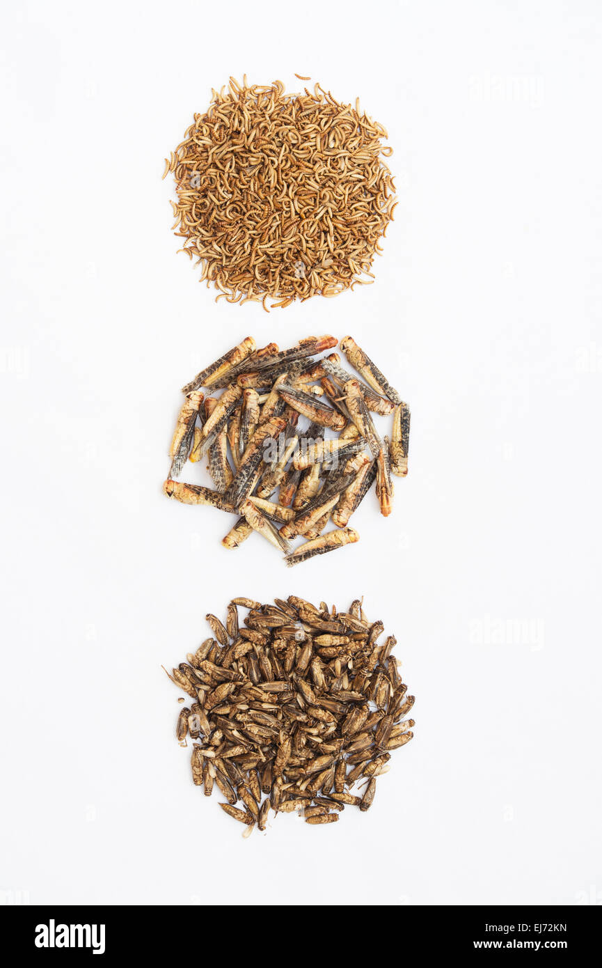 Edible insects. Grasshoppers, Buffalo Worms and Crickets on white background. Food of the future Stock Photo