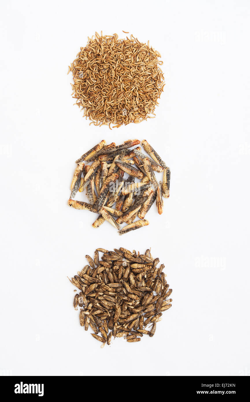 Edible insects. Grasshoppers, Buffalo Worms and Crickets on white ...