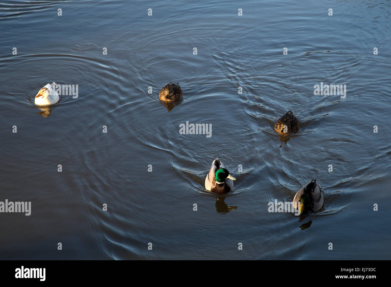 Five Mallards (Anas platyrhynchos) swimming in Dutch canal Stock Photo