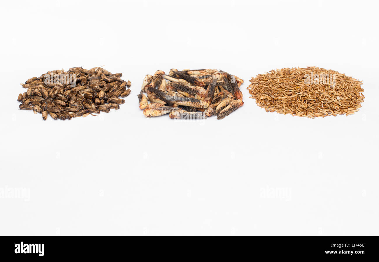 Edible insects. Grasshoppers, Buffalo Worms and Crickets on white background. Food of the future Stock Photo