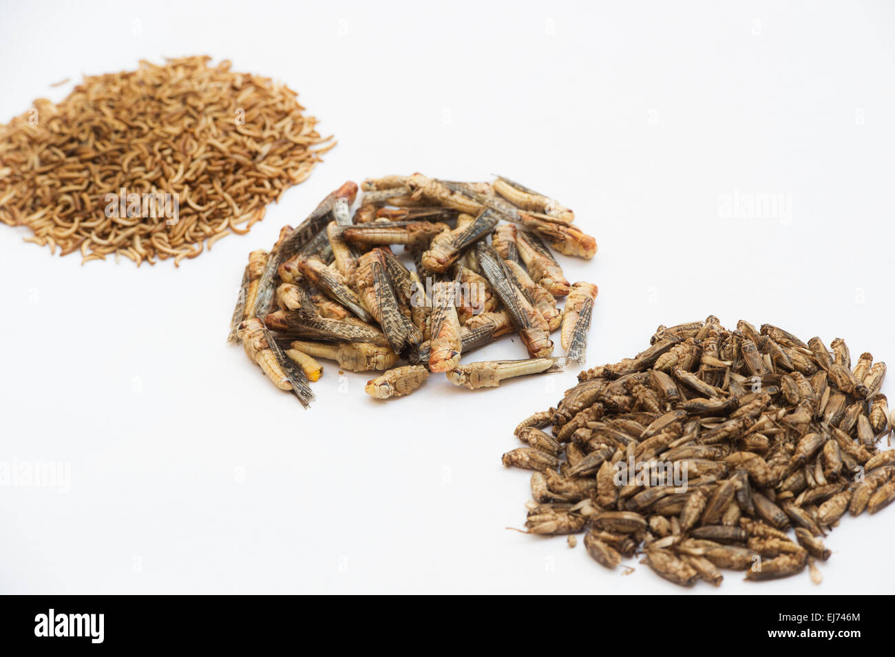 Edible insects. Grasshoppers, Buffalo Worms and Crickets on white background.  Food of the future Stock Photo