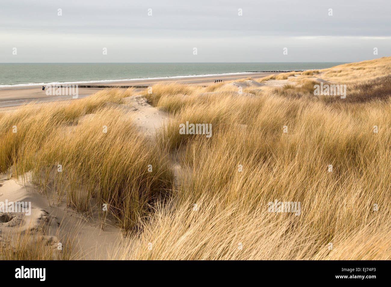 North Sea dunes of Westenschouwen, Zeeland, Netherlands Stock Photo