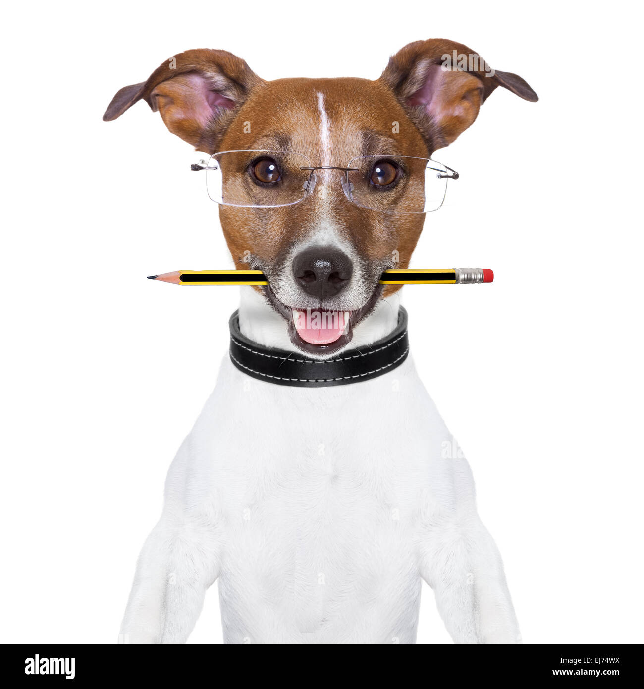 dog pencil Stock Photo - Alamy