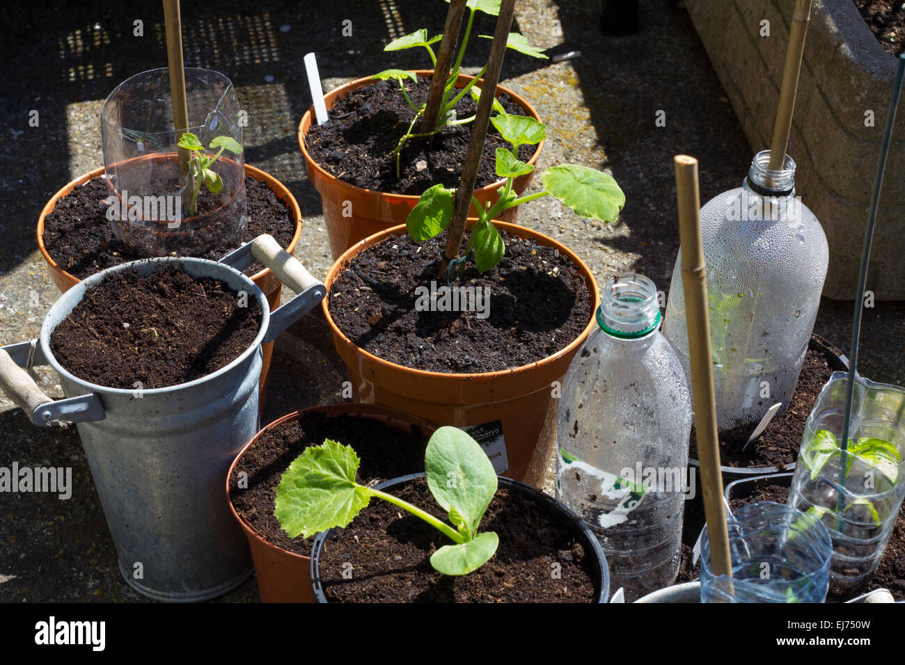 Selection of spring seedlings in various pots with home made mini greenhouses Stock Photo