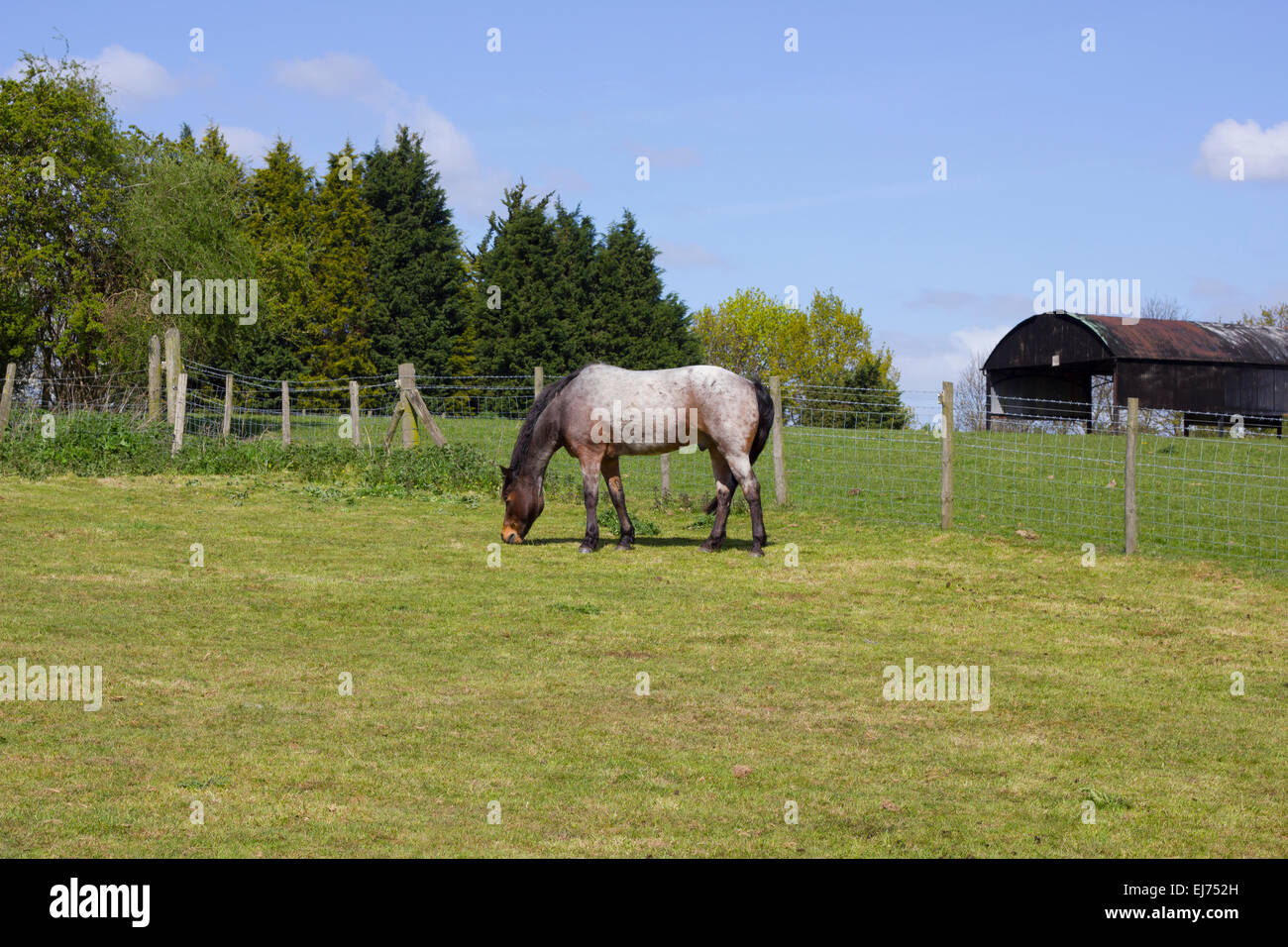 Equestrian landscape including a horse in a paddock and a metal barn in the back ground with a line of trees Stock Photo