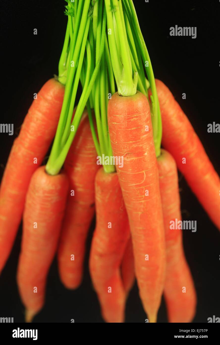 carrot Stock Photo