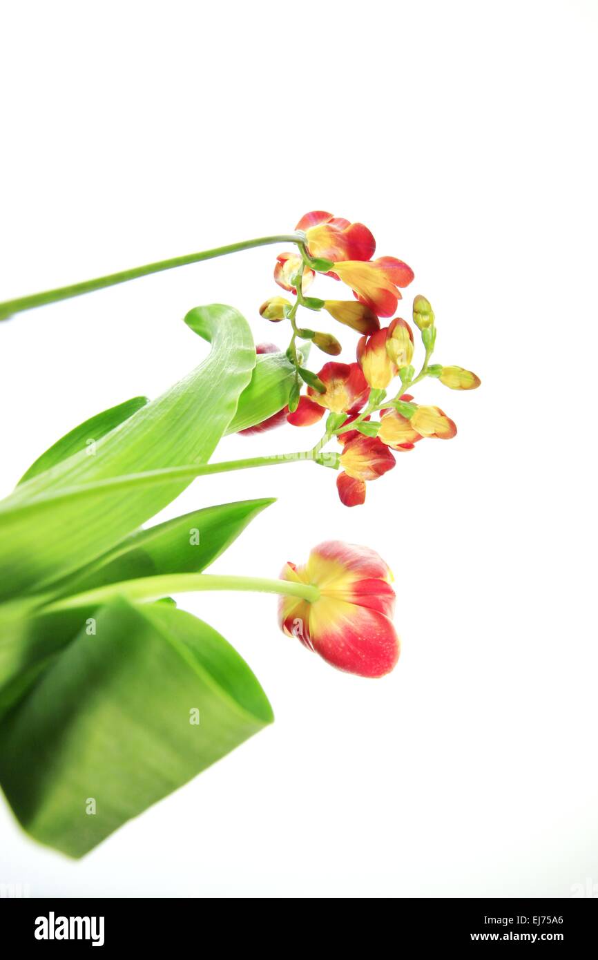 tulip and fresien Stock Photo