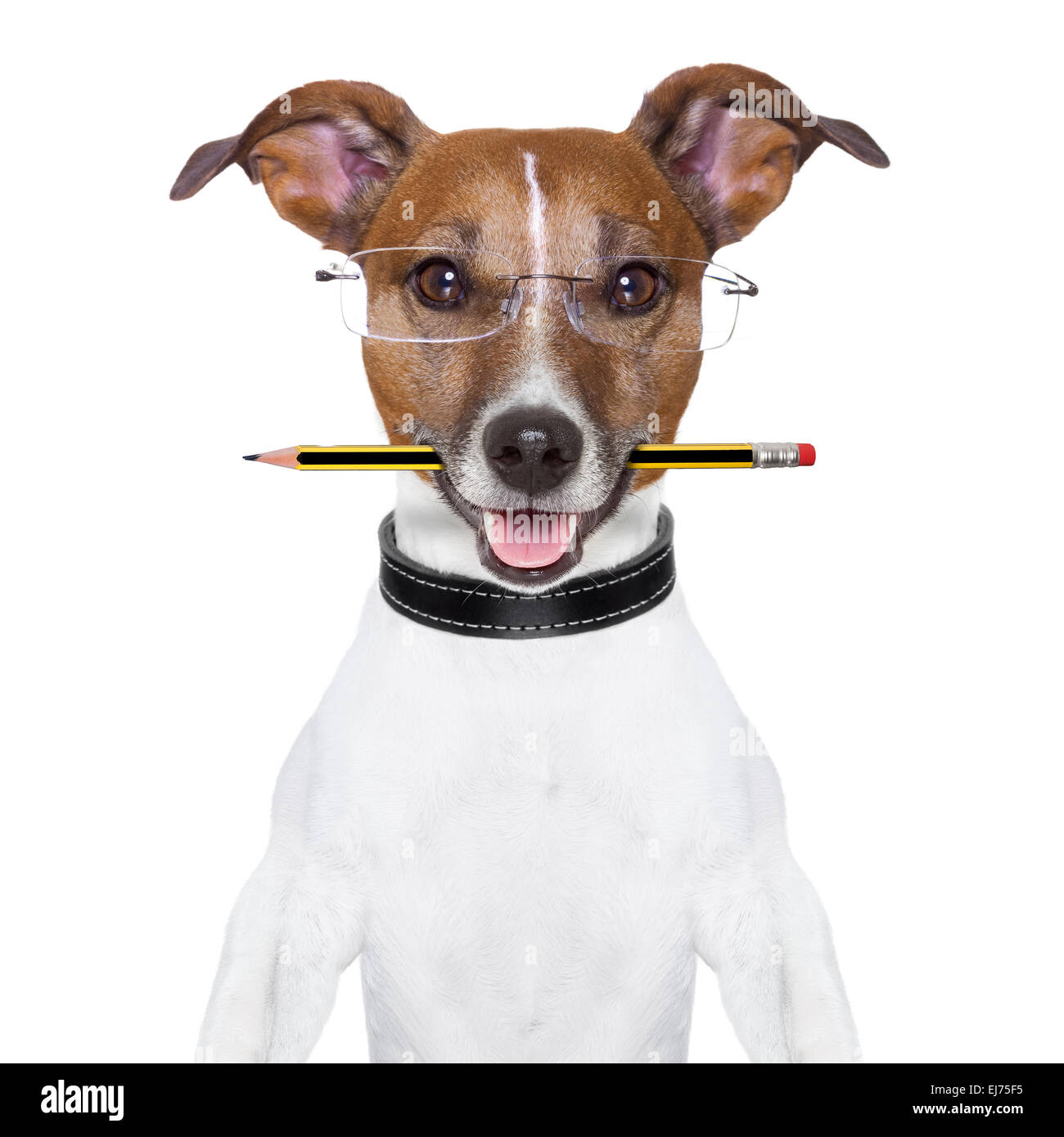 Dog Holding Pen