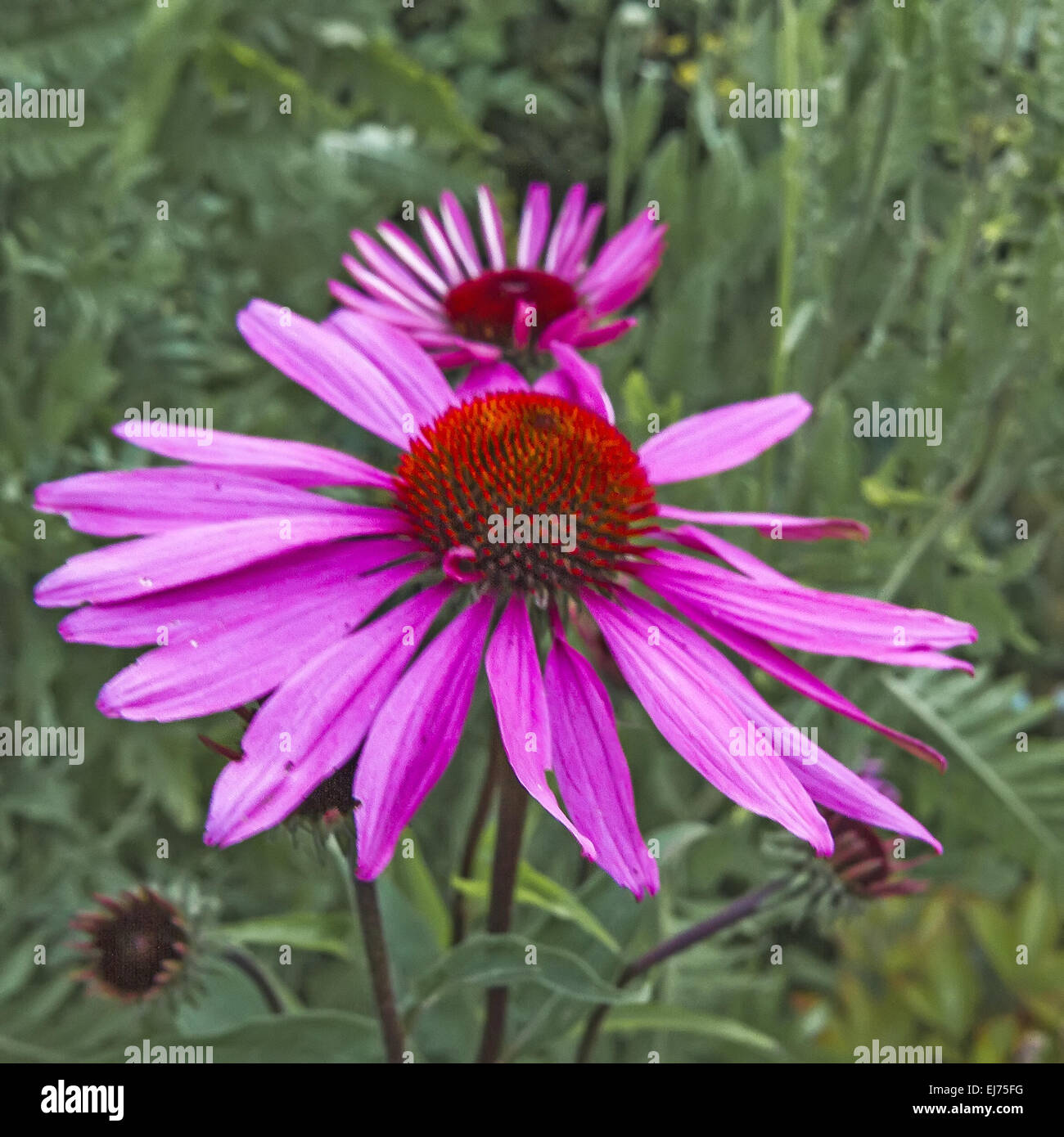 Purple Cone Flower (Echinacea purpurea) UK Stock Photo Alamy