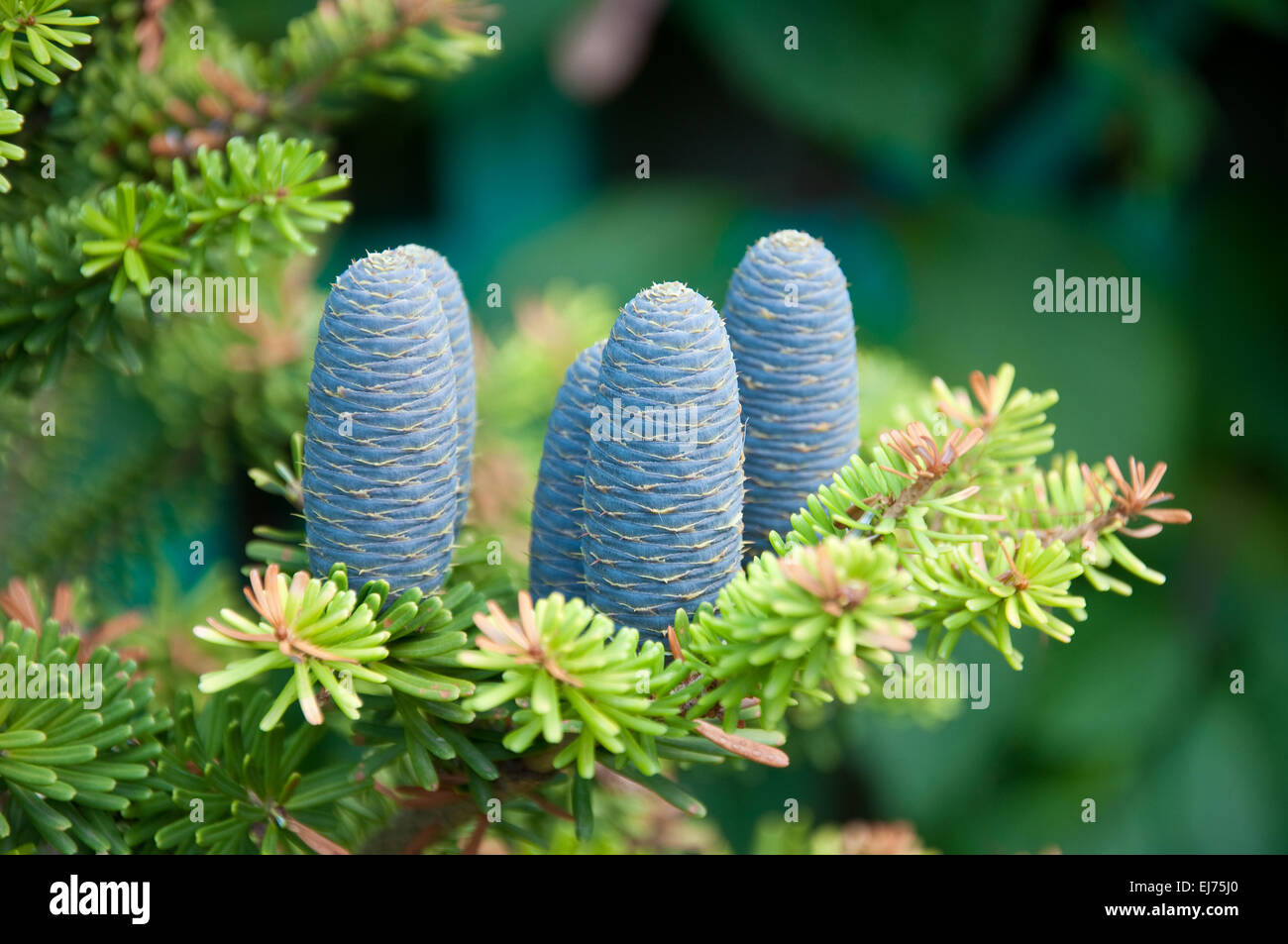 Fir-cones Stock Photo - Alamy