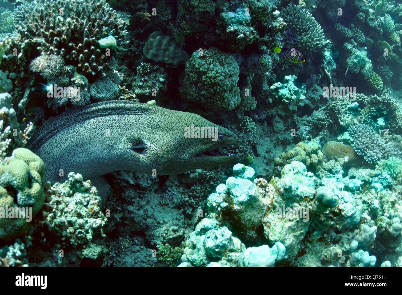 moray eel in reef Stock Photo