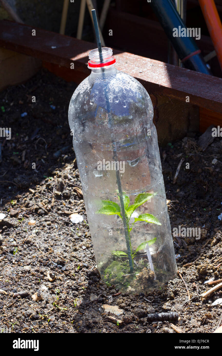 Home made mini green houses made from bottles, with healthy pepper  plant growing in it Stock Photo