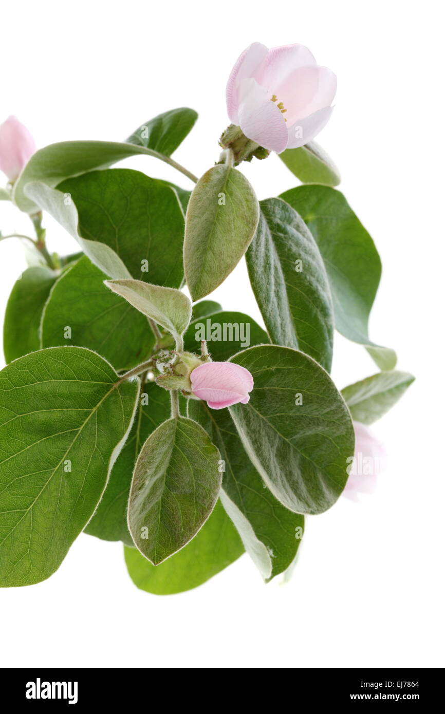 Flowering quince branch Stock Photo Alamy