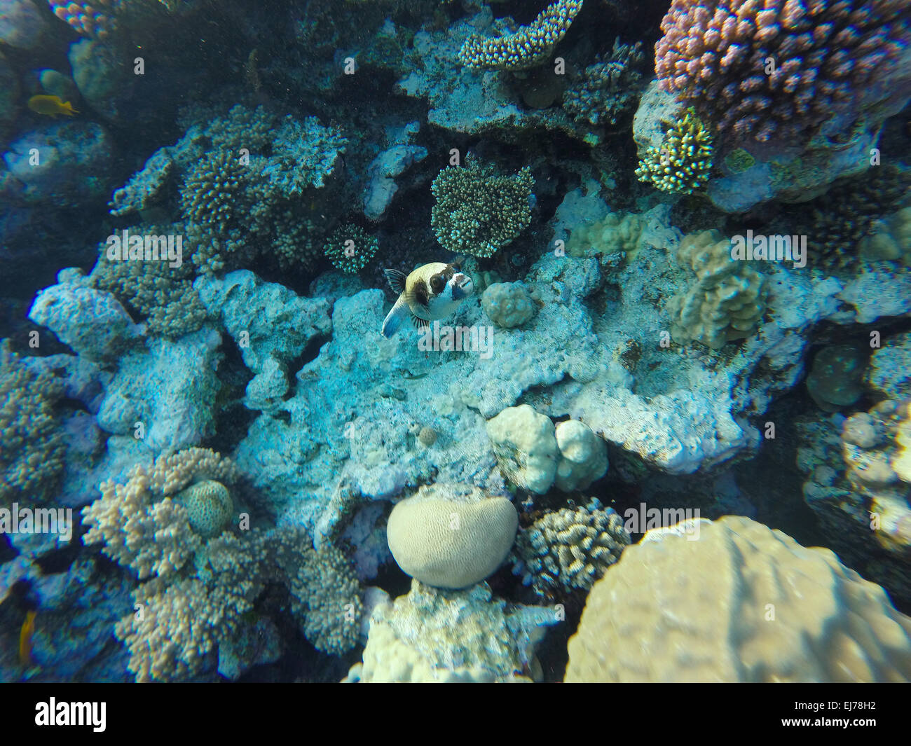 red sea coral reef with hard corals and fishes - underwater photo Stock Photo