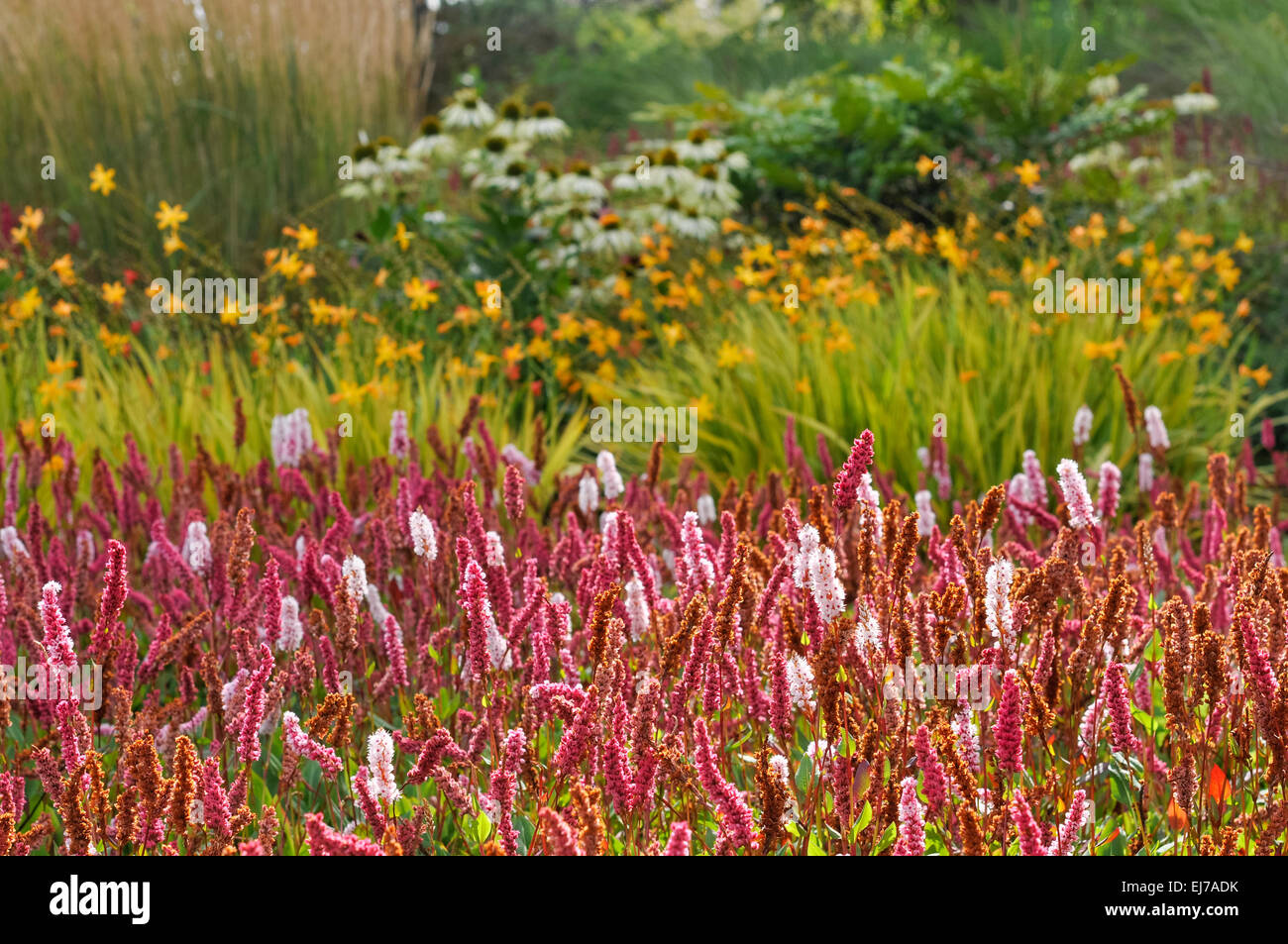 Polygonum Affine growing in late summer flower border with Crocosmia and Rudbeckia in the background. Stock Photo