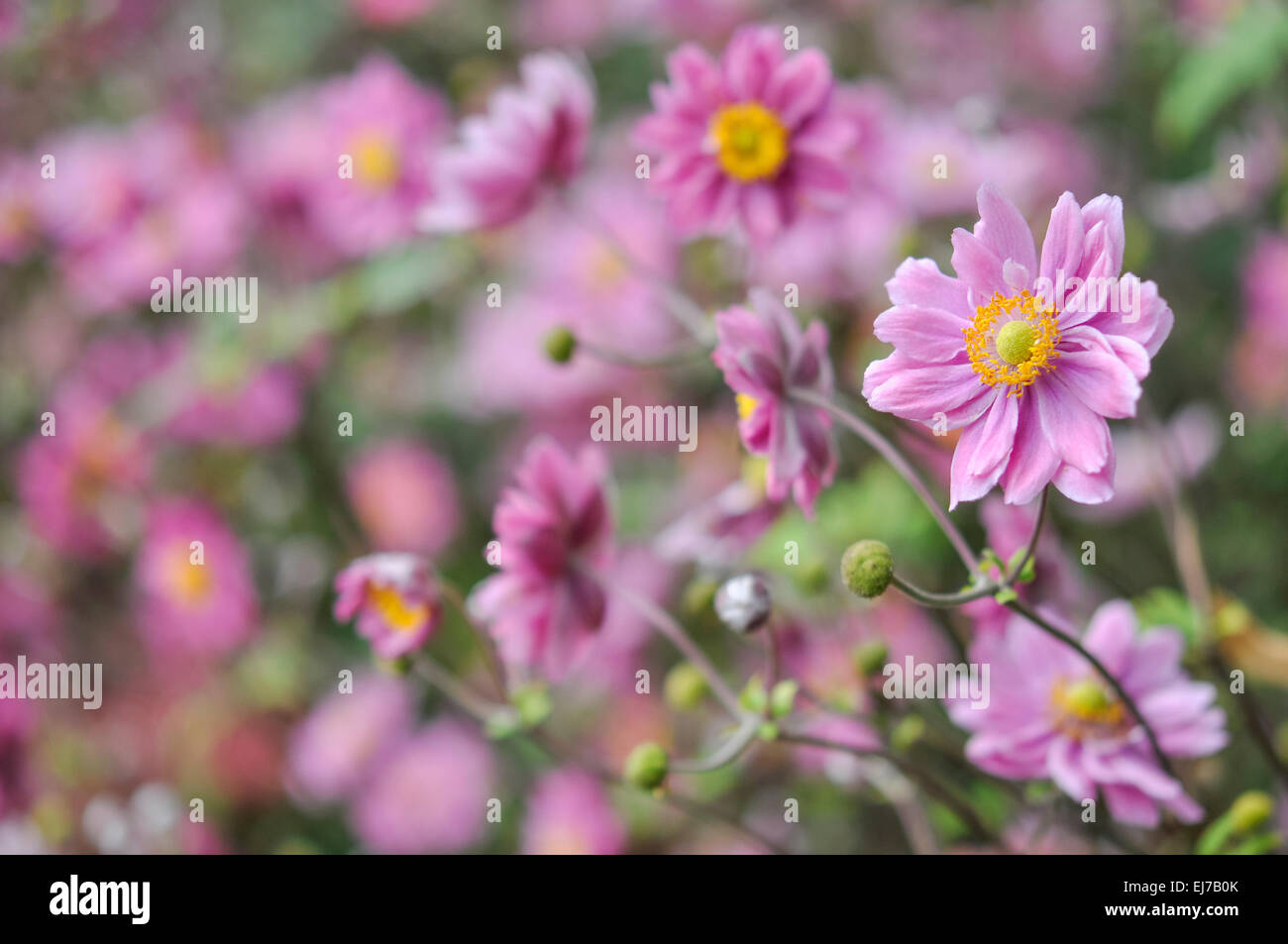 Mid pink Japanese Anemone flowers in a late summer border. Stock Photo