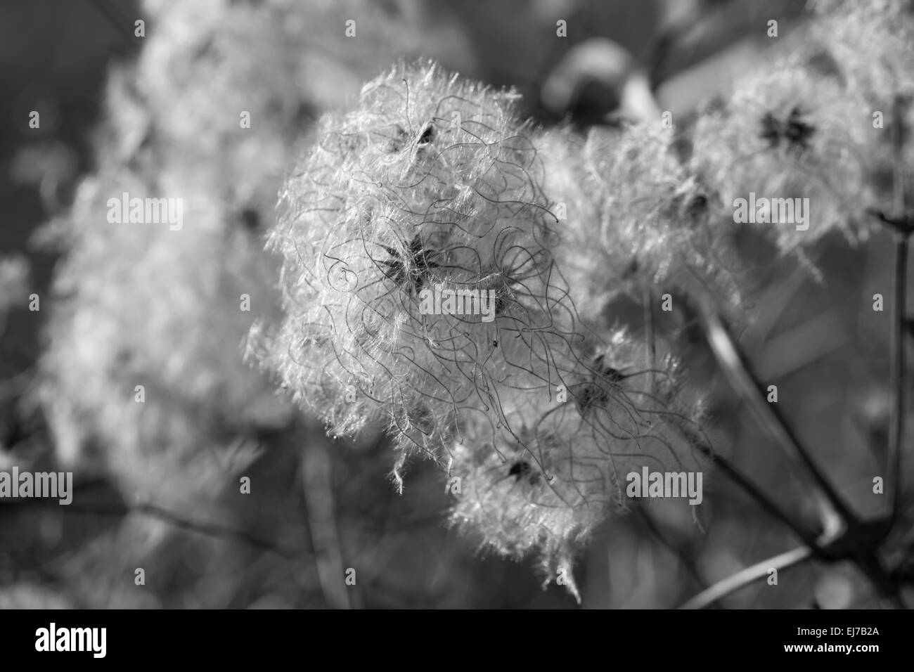 Showing the beauty of nature in black and white, Seed heads of a wild clematis Stock Photo