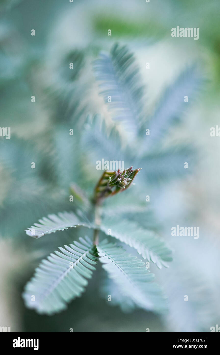 Mimosa foliage in soft, silvery green. Shallow depth of field giving abstract blur effects. Stock Photo