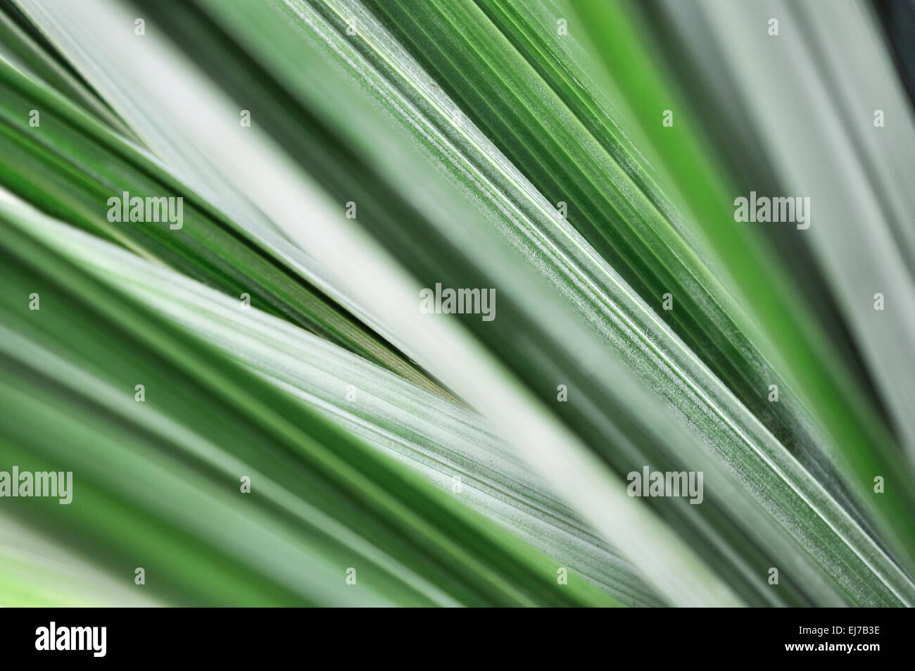 Abstract image of the leaves of an Astelia plant with diagonal lines of green and silver. Stock Photo