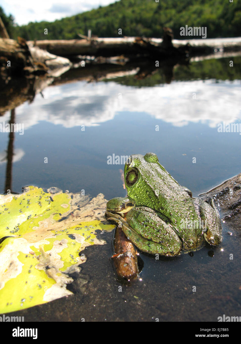 Big green bullfrog, Rana catesbeiana, in pond Stock Photo