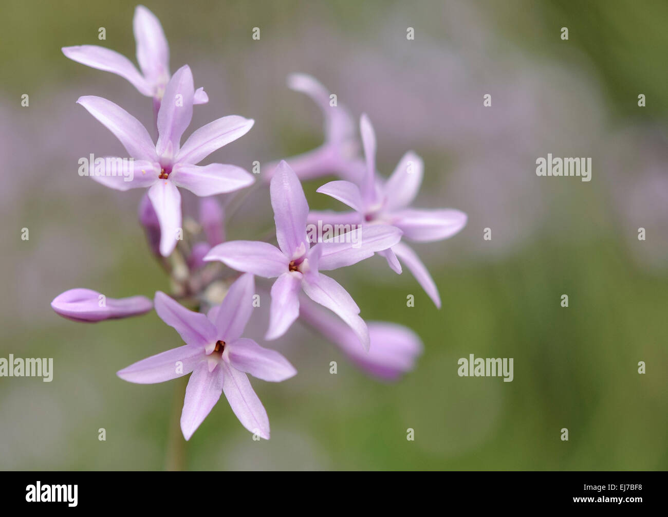 Tulbaghia violacea with pale lilac flowers in summer. Stock Photo