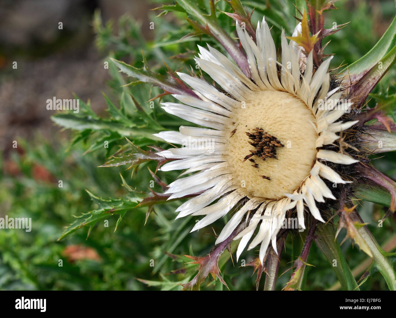 Carlina Acaulis. An unusual low growing plant flowering in summer. Stock Photo