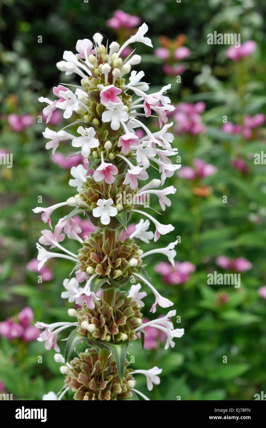 Morina Longifolia with pale pink flowers on a tall spike ...