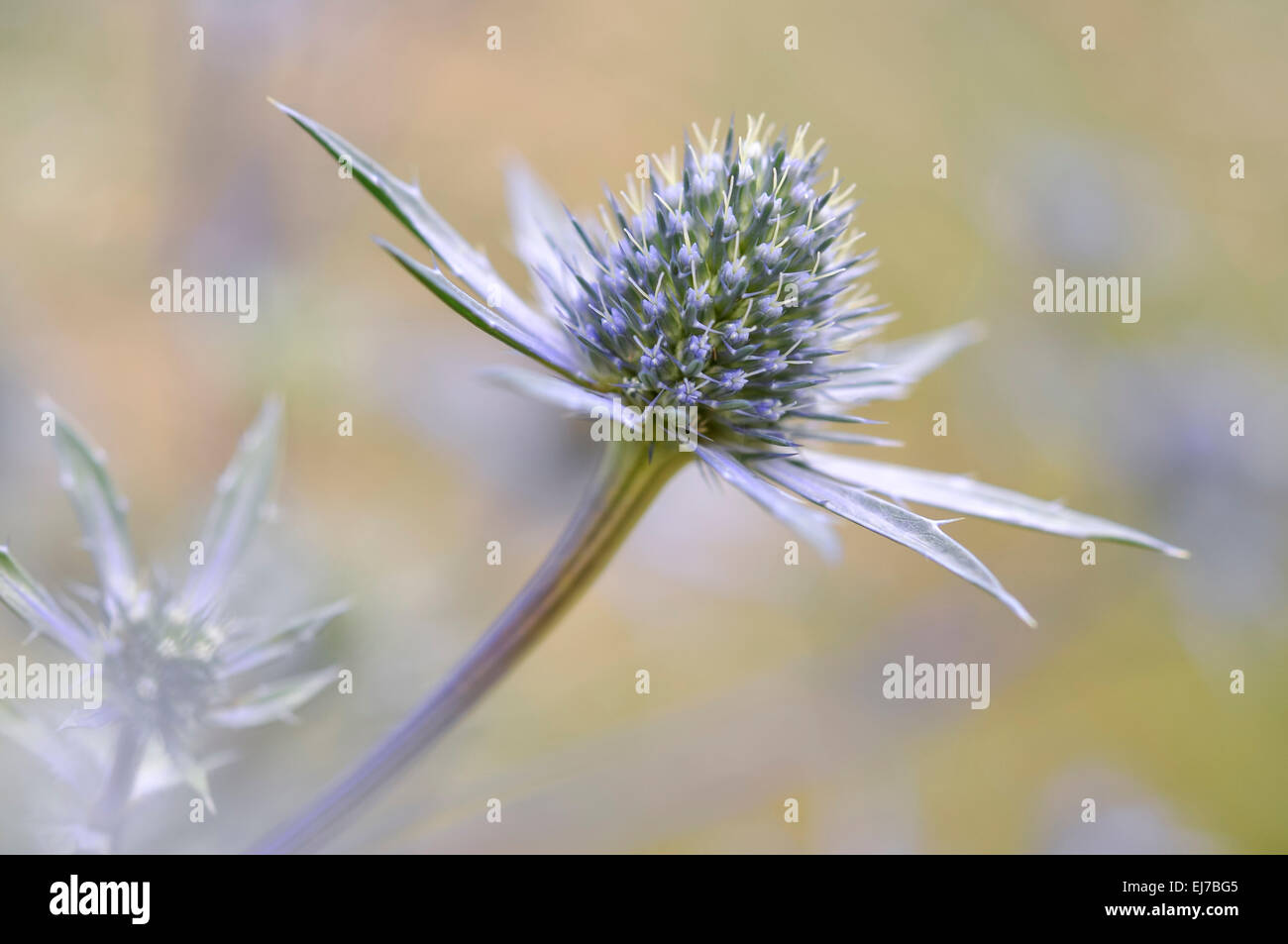 Close up of an Eryngium Planum flower head with a spikey blue ruff. Stock Photo