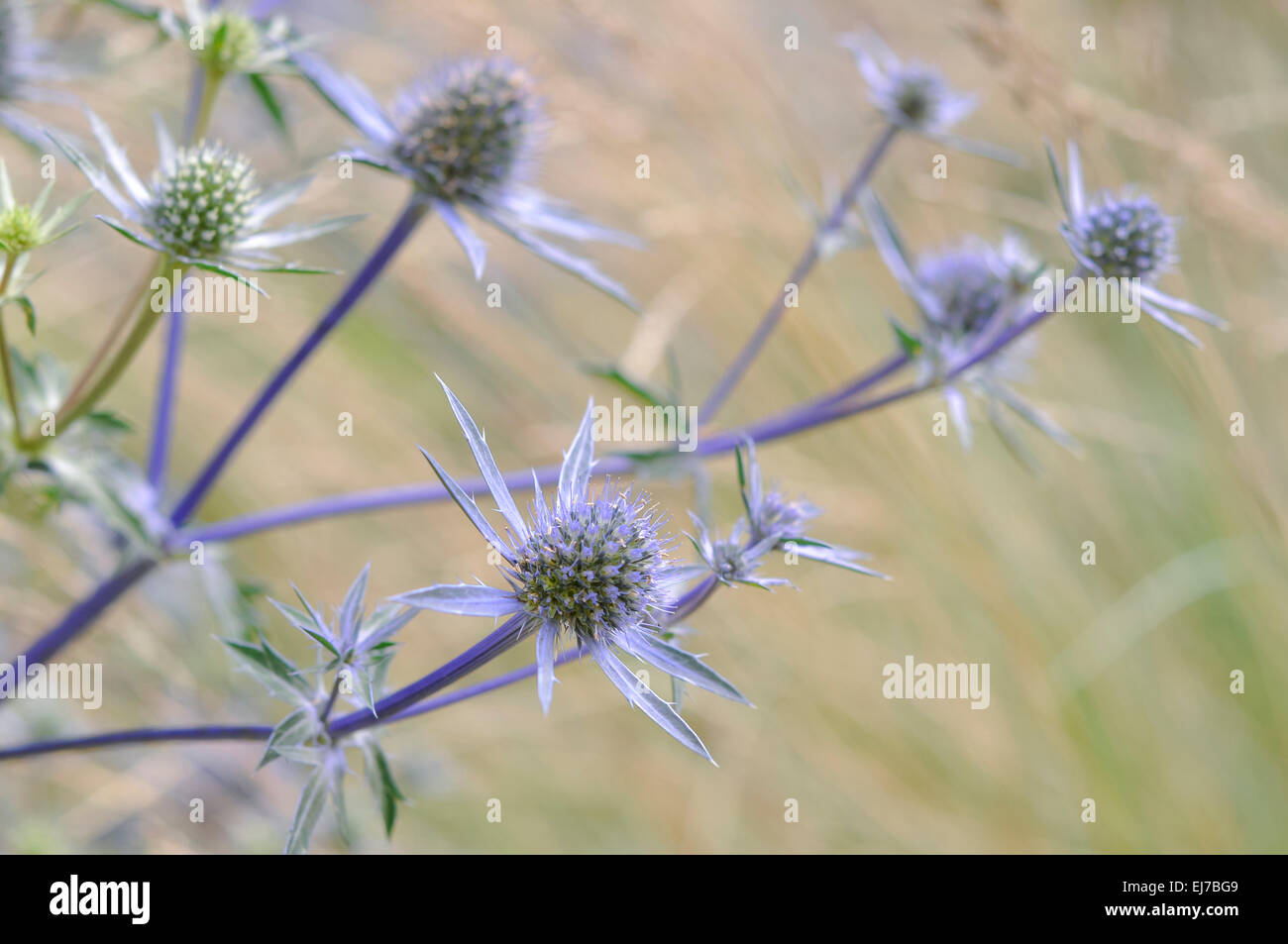 Eryngium Planum (Sea Holly) with stems of spikey blue flowers with soft green background. Stock Photo