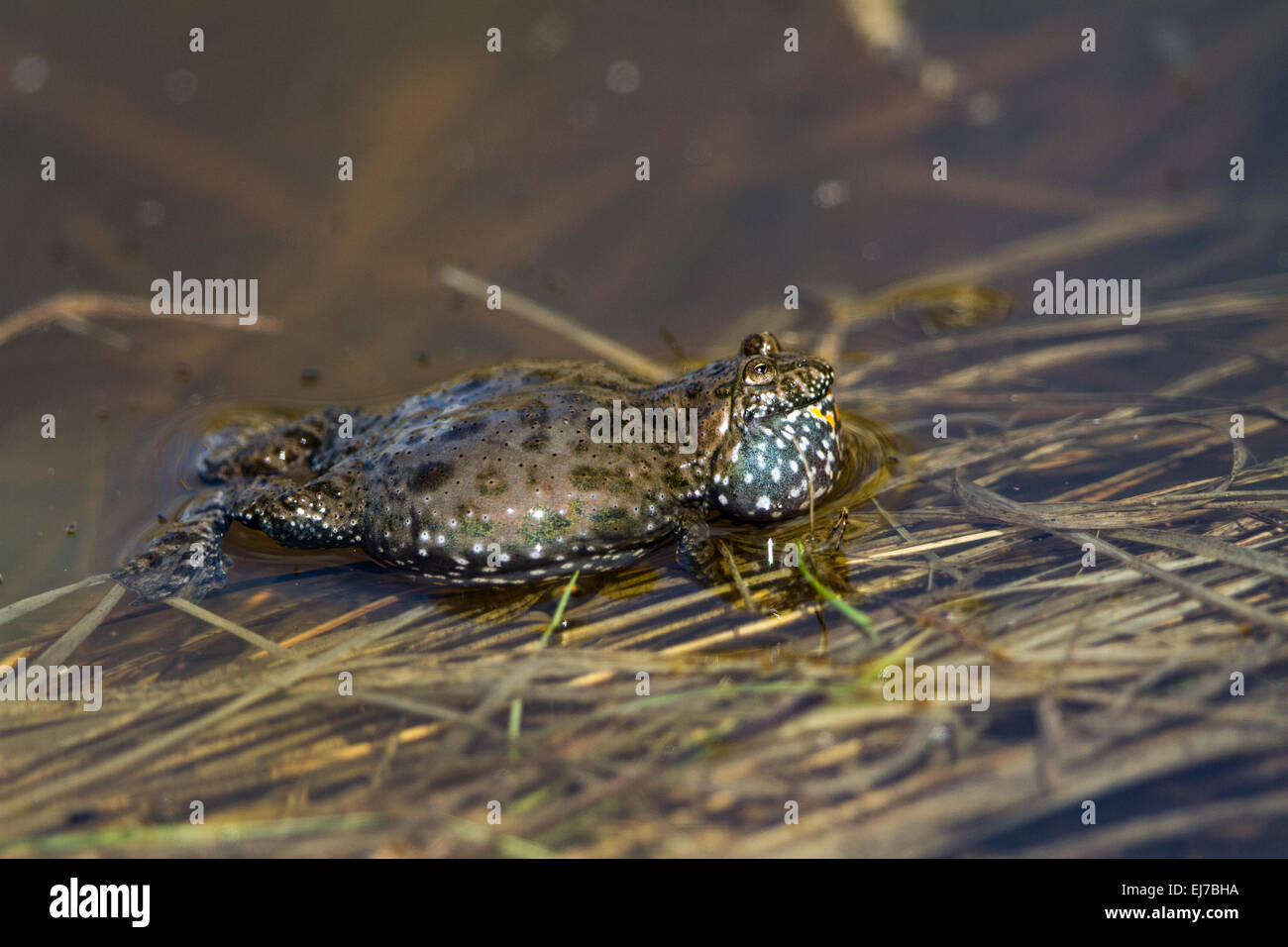 Common Fire-belly Toad Stock Photo