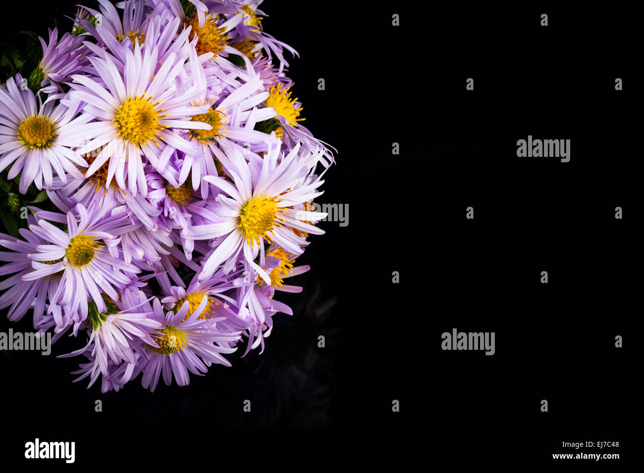 pale blue chrysanthemum on white background Stock Photo