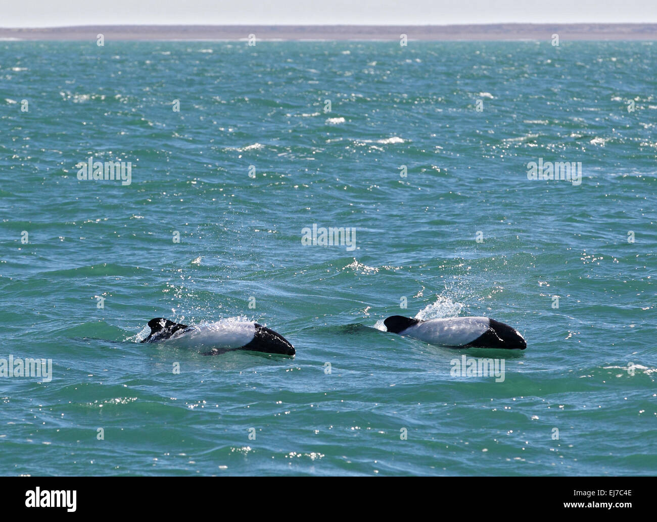 Commerson's Dolphins, Cephalorhynchus commersonii, porpoising in turquoise waters of Argentina Stock Photo