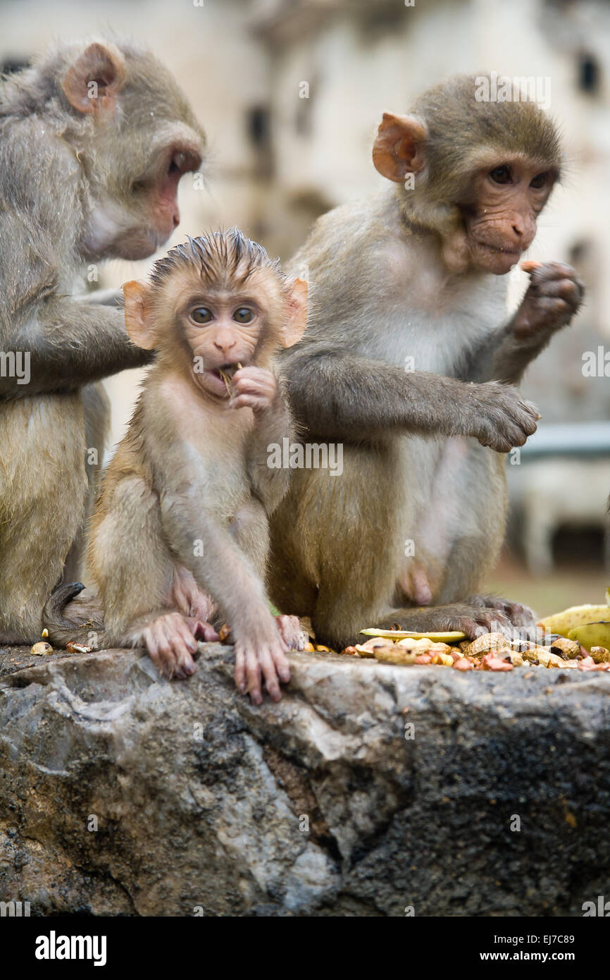 Rhesus macaque Stock Photo