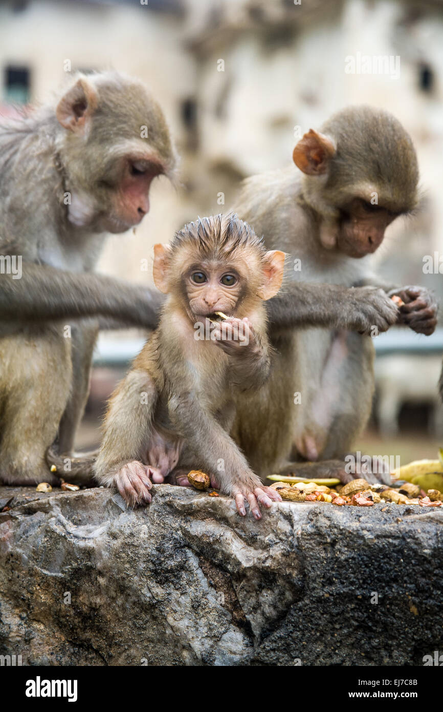 Rhesus macaque Stock Photo