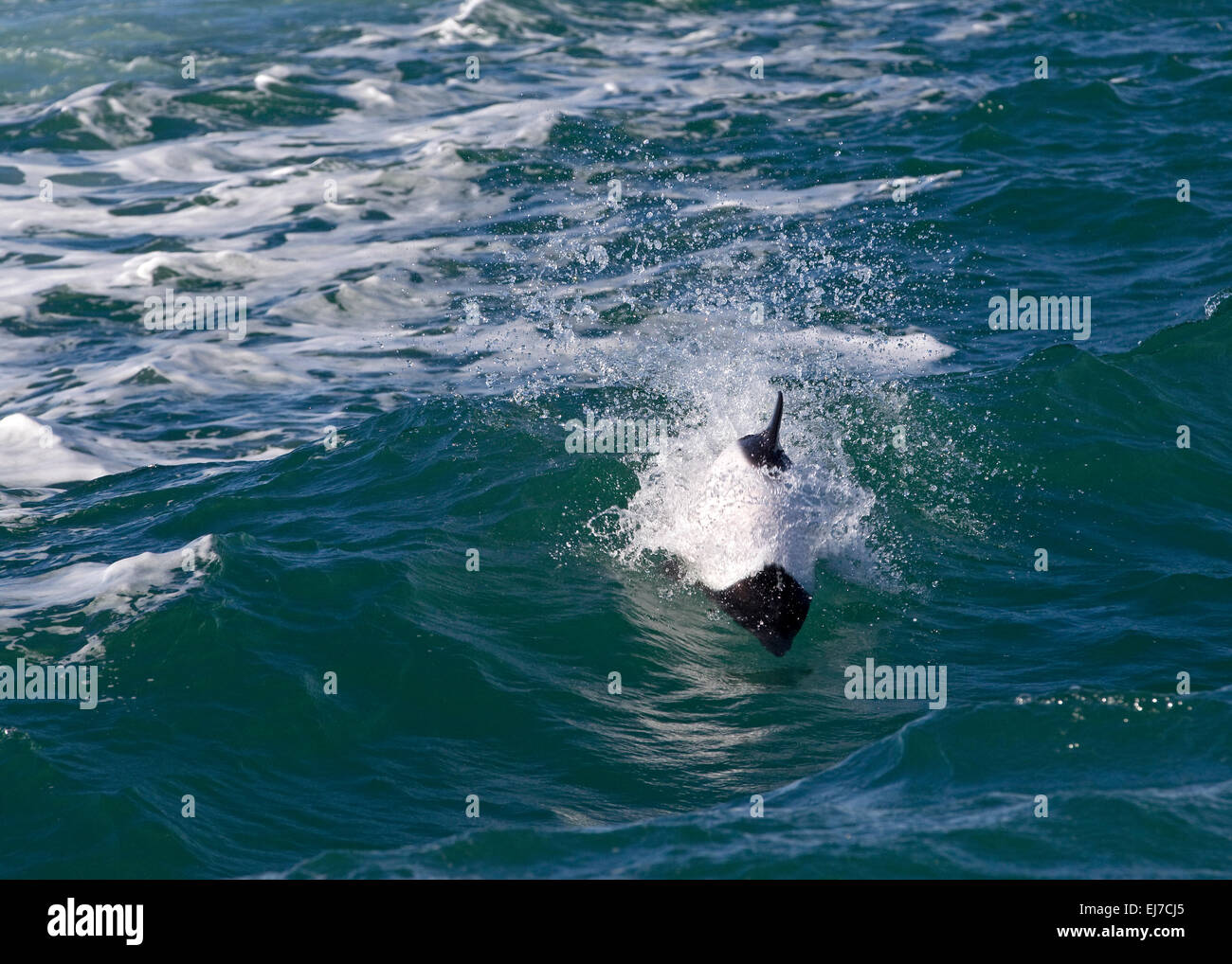 Commerson's Dolphin porpoises in a wave Stock Photo