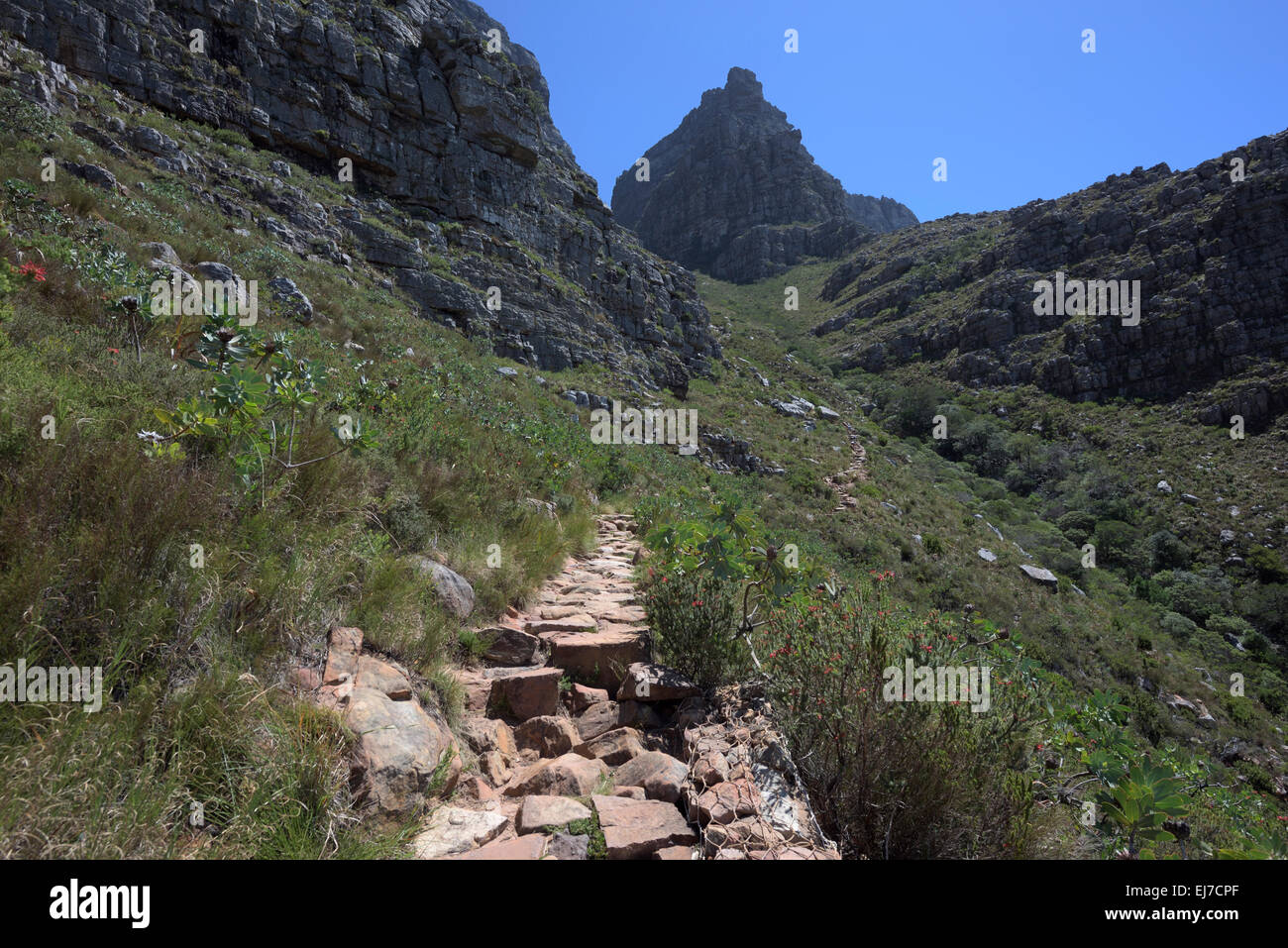 the Platteklip hiking trail to the Table Mountain, Cape Town, South Africa Stock Photo Alamy