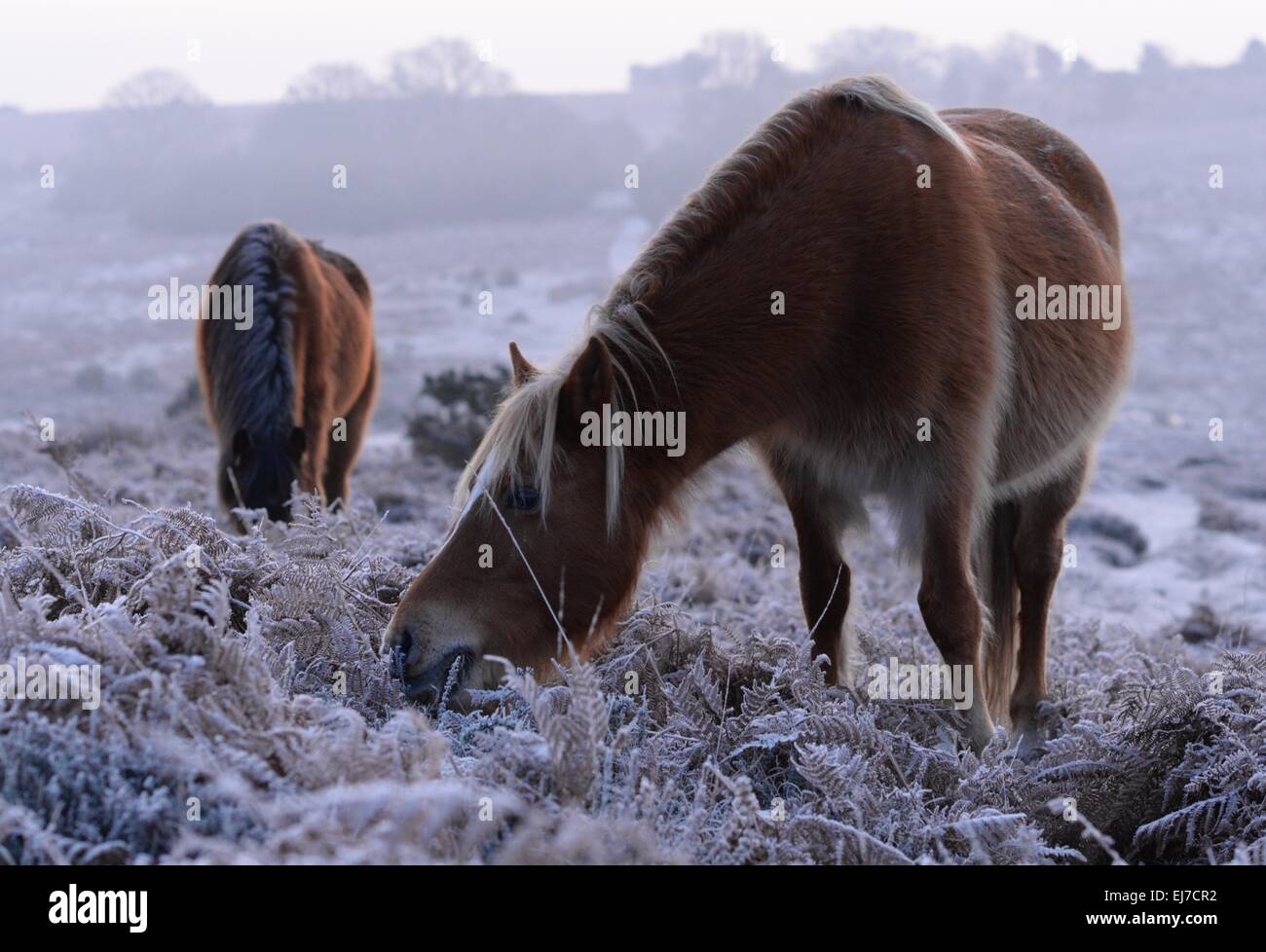 New Forest ponies grazing on a frosty winter morning, Hampshire, UK Stock Photo